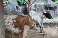 two texas longhorns at the zoo Royalty Free Stock Photo